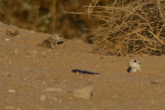 Xerospermophilus tereticaudus
