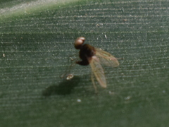 Chrysopilus basilaris