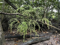 Erythroxylum brevipes