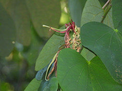 Bauhinia eilertsii