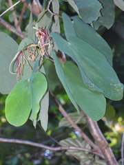Bauhinia eilertsii
