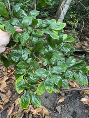 Casearia aculeata