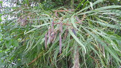 Astianthus viminalis