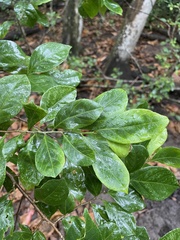Casearia aculeata