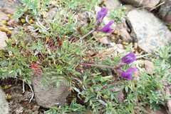 Oxytropis revoluta