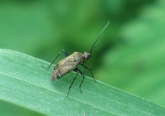 Polymerus nigrita