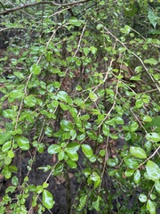Erythroxylum brevipes
