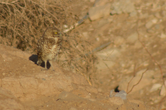 Athene cunicularia hypugaea