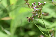 Exoprosopa brevirostris