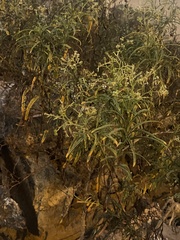 Heliotropium messerschmidioides image