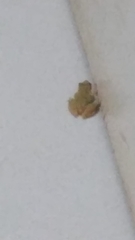 Scinax nasicus