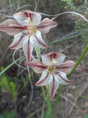 Gladiolus hyalinus