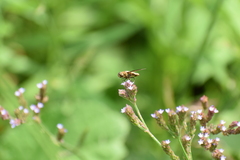 Exoprosopa brevirostris