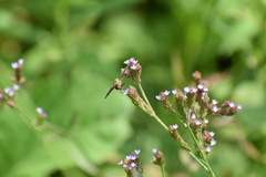 Exoprosopa brevirostris