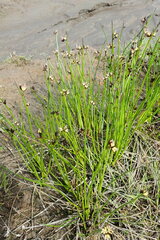 Juncus beringensis