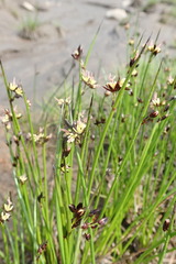 Juncus beringensis