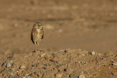 Athene cunicularia hypugaea