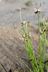 Juncus beringensis