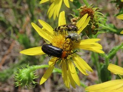 Nemognatha nemorensis