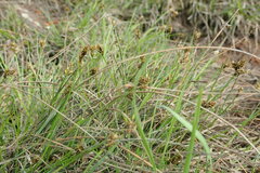 Carex lachenalii