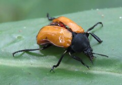 Chalcas obesa