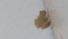 Scinax nasicus