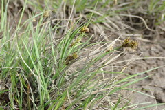 Carex lachenalii
