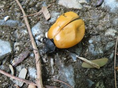 Chalcas obesa