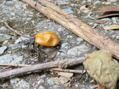 Chalcas obesa