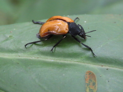 Chalcas obesa