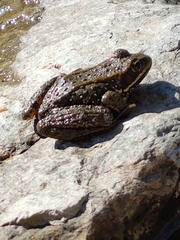 Rana cascadae