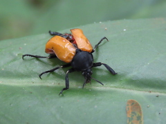Chalcas obesa