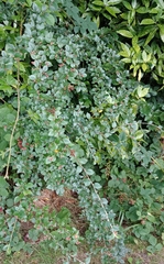 Cotoneaster dielsianus