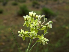Gomphocarpus filiformis