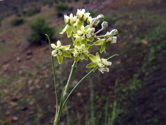 Gomphocarpus filiformis