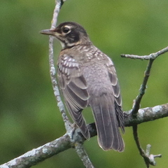 Turdus migratorius
