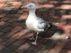 Larus argentatus