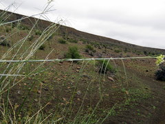 Gomphocarpus filiformis
