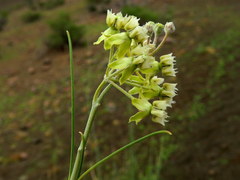 Gomphocarpus filiformis