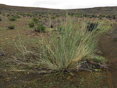 Gomphocarpus filiformis