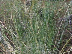 Gomphocarpus filiformis