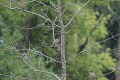 Turdus migratorius