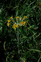 Tephroseris helenitis candida