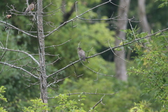 Turdus migratorius