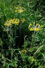 Tephroseris helenitis candida