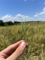 Dichanthelium praecocius