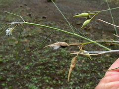 Gomphocarpus filiformis