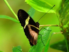 Heliconius clysonymus