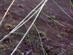 Gomphocarpus filiformis
