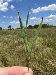 Dichanthelium praecocius